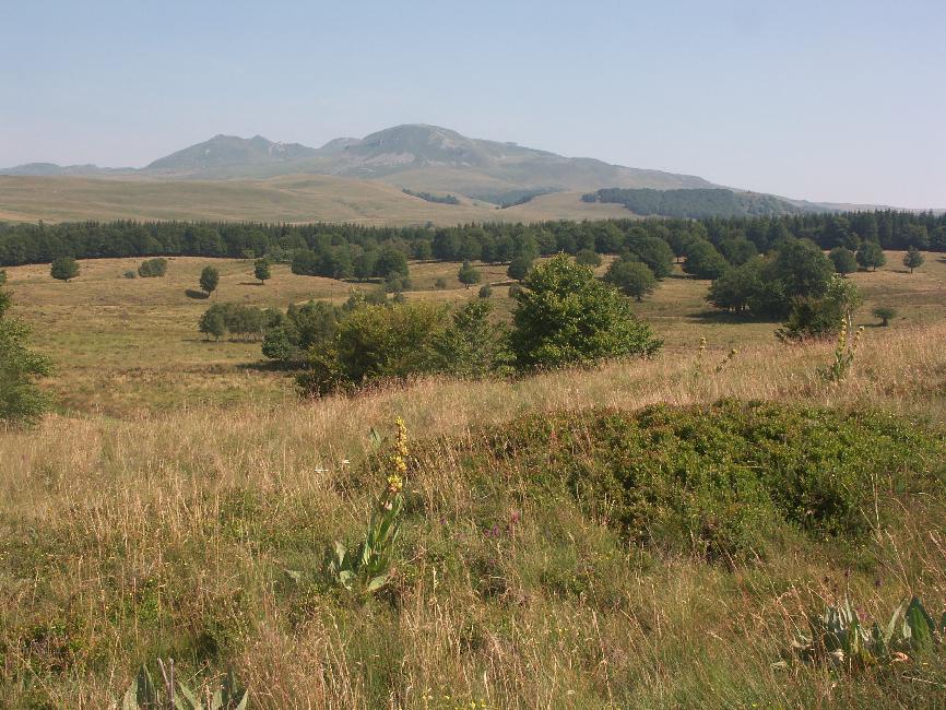 Vue vers le Sancy
