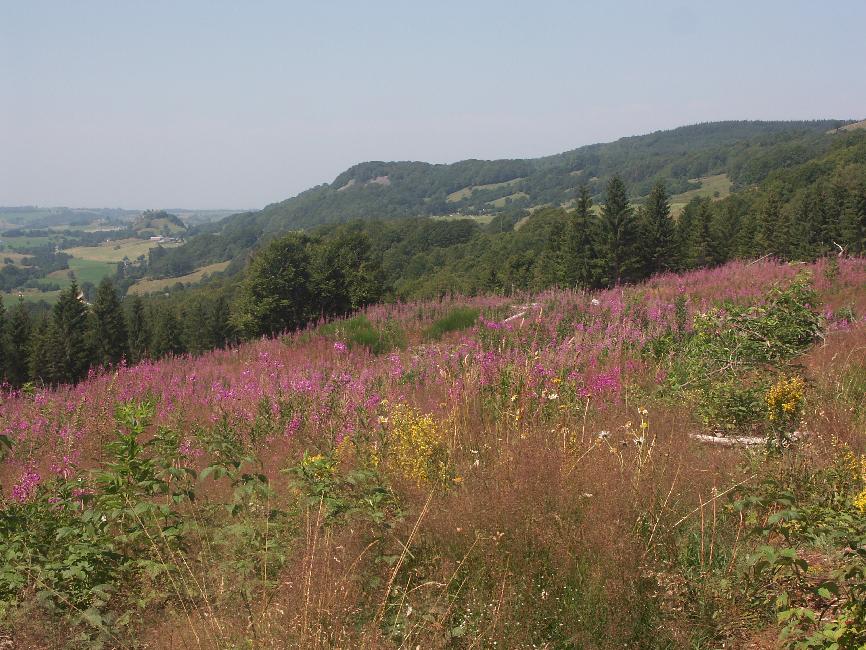 Vers la cascade de la Barthe