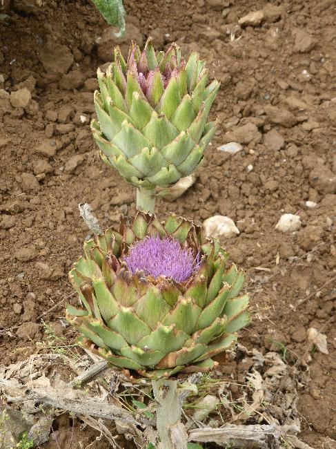 Les artichauts sont en fleur