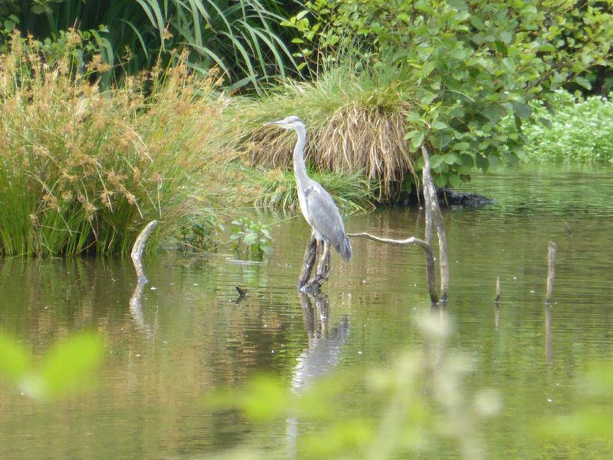 D'Hôpital-Camfrout à Plougastel-Daoulas