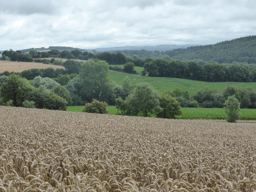 Vers le moulin du bois