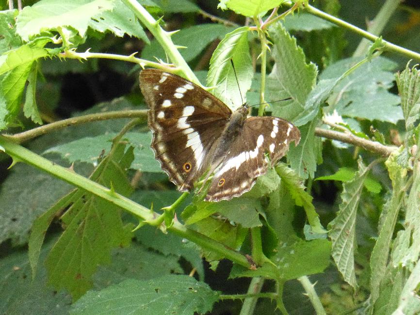 Papillon ; sûrement un apatura...
