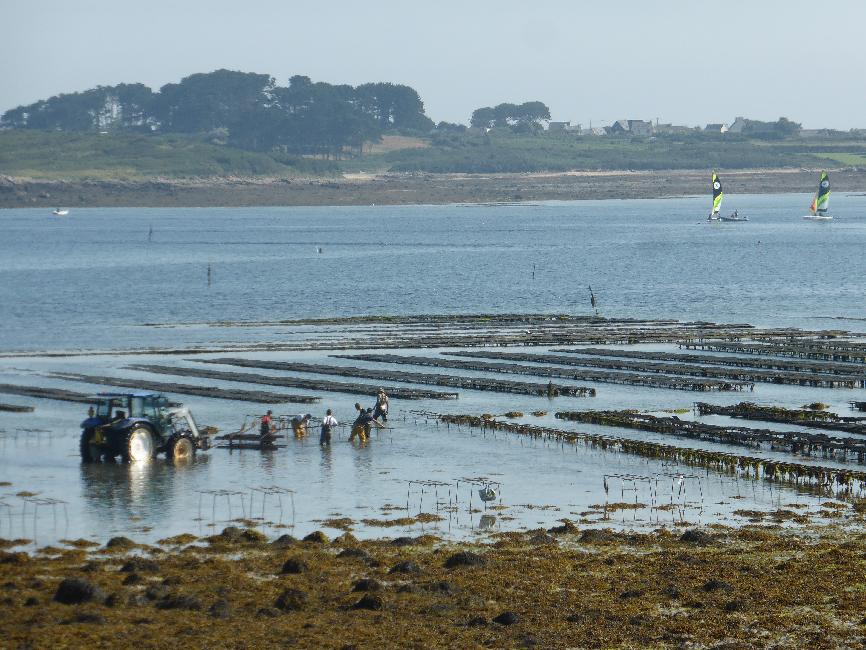 Conchyliculteurs, dans la baie des anges, à Landéda