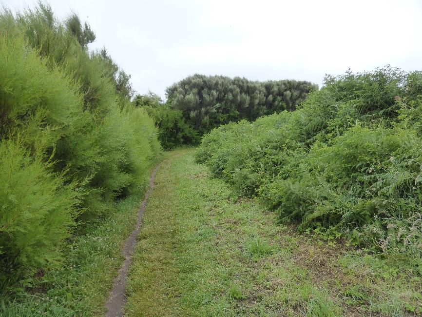 Les haies protègent efficacement du vent... mais bouchent la vue