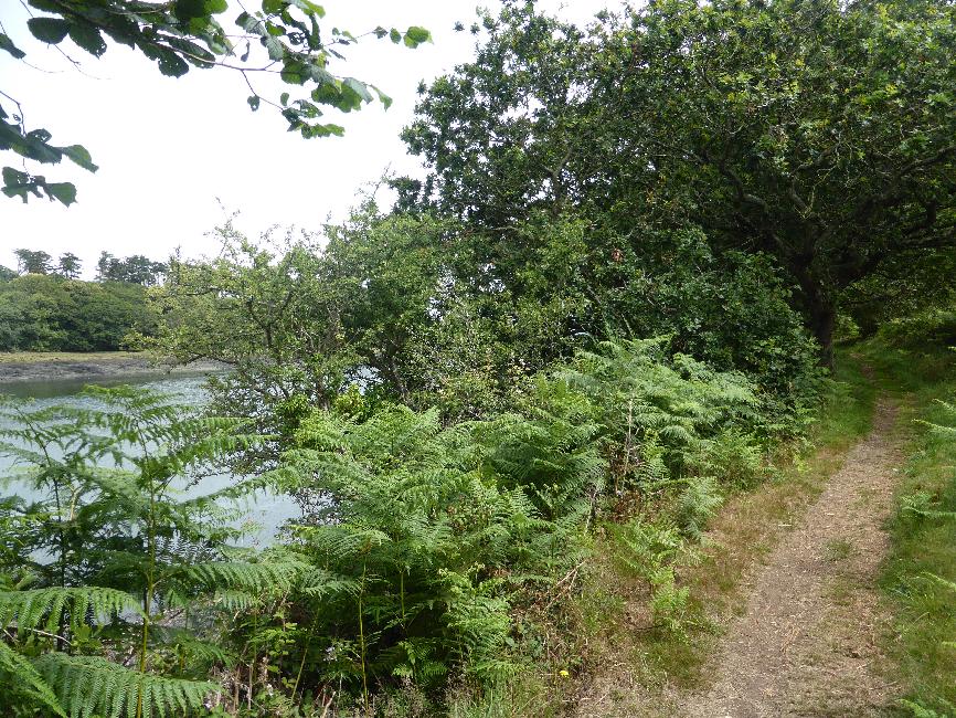 Chemin boisé entre Saint-Pabu et Tréglonou