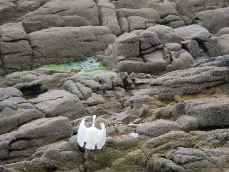 Attention, l'aigrette va bientôt décoller !