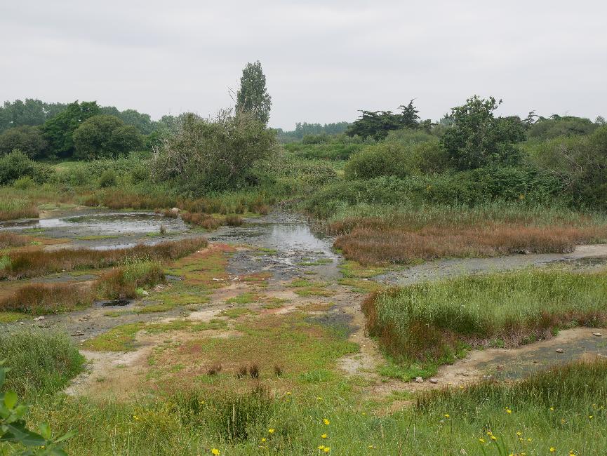 Marais entre Sainte-Marine et Ile Tudy