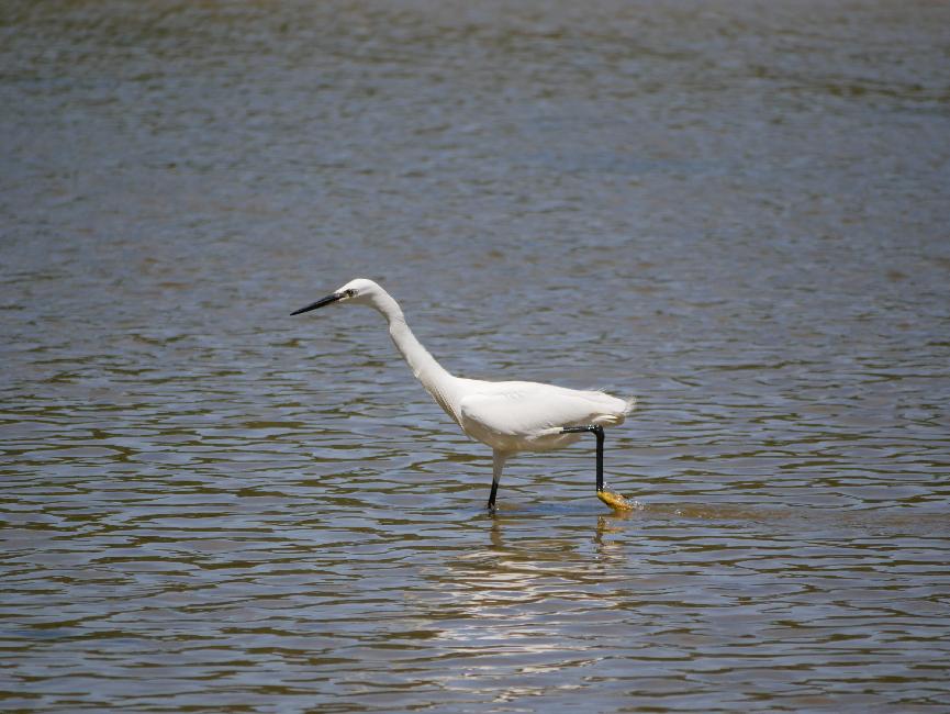 Etang de l'Aber ; aigrette