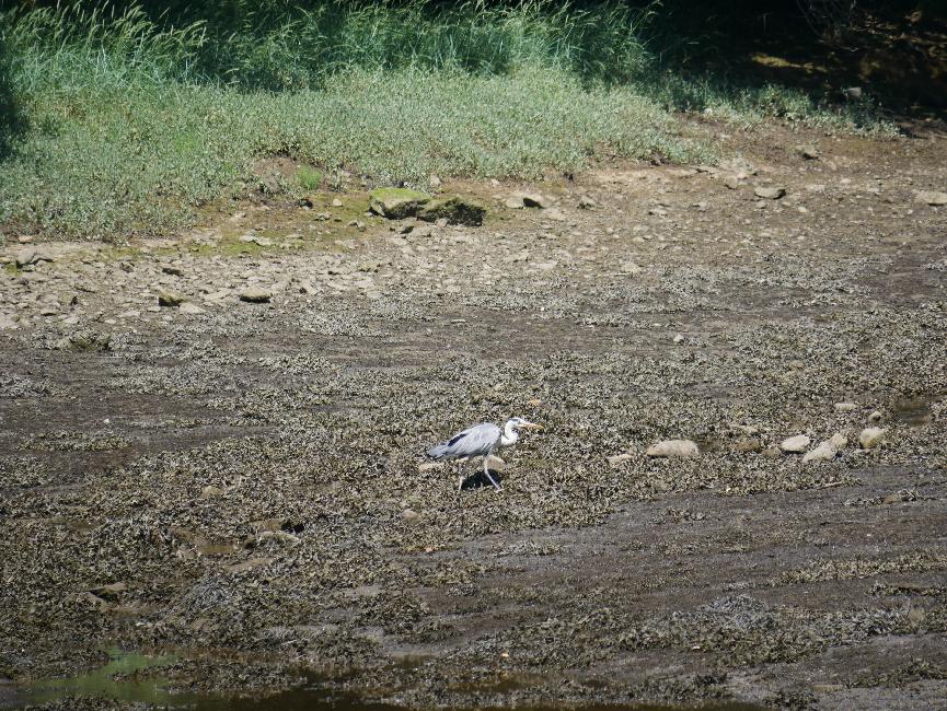 Bénodet ; héron cendré