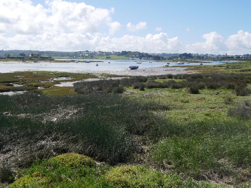 Pointe sud ouest de l'île Grande ; les marais