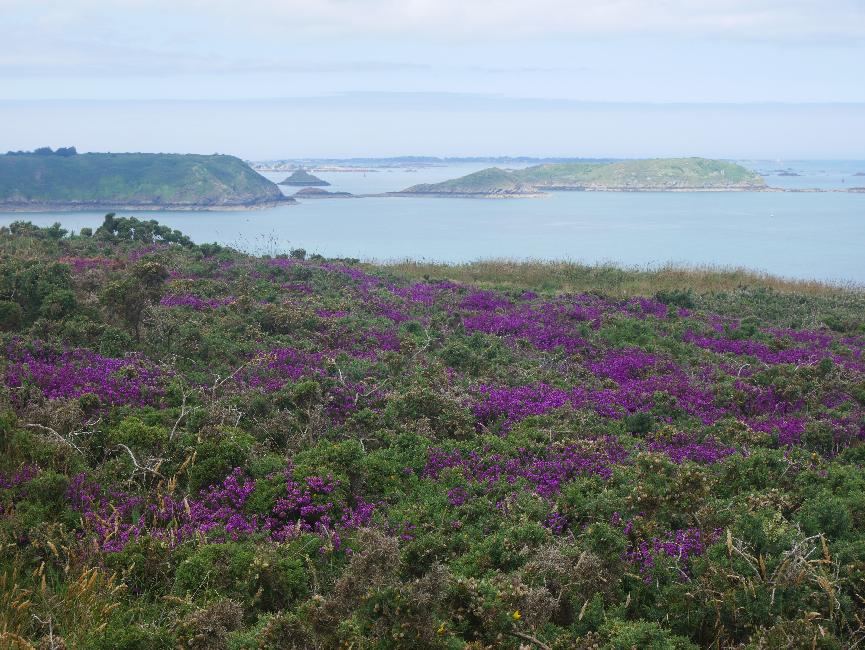 Pointe Minard ; vue vers l'anse de Paimpol