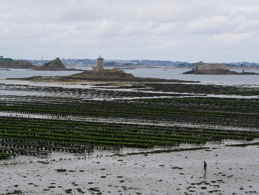 La baie de Morlaix ; château du Taureau, île Louët, grand Cochon