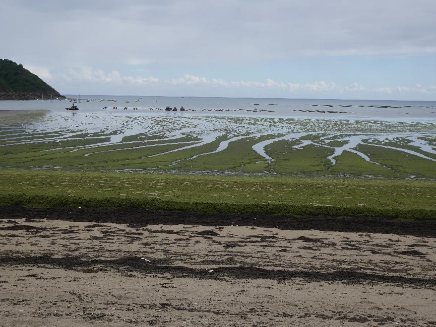 Plage de Château Serein ; algues vertes ; au fond, port de Saint-Géran