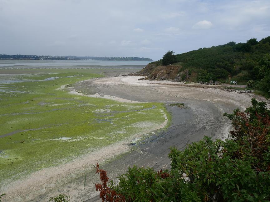 Algues vertes dans grève de Saint-Guimont ; au fond, la pointe du Roselier 