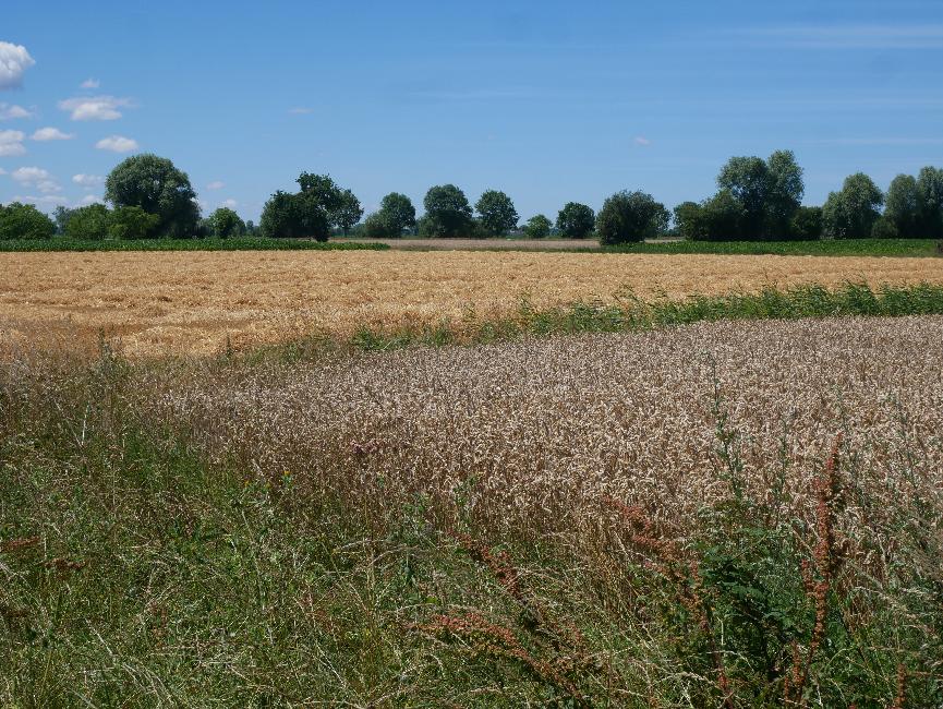 Vers le Carreaux ; la fertilité du marais est bien exploitée !