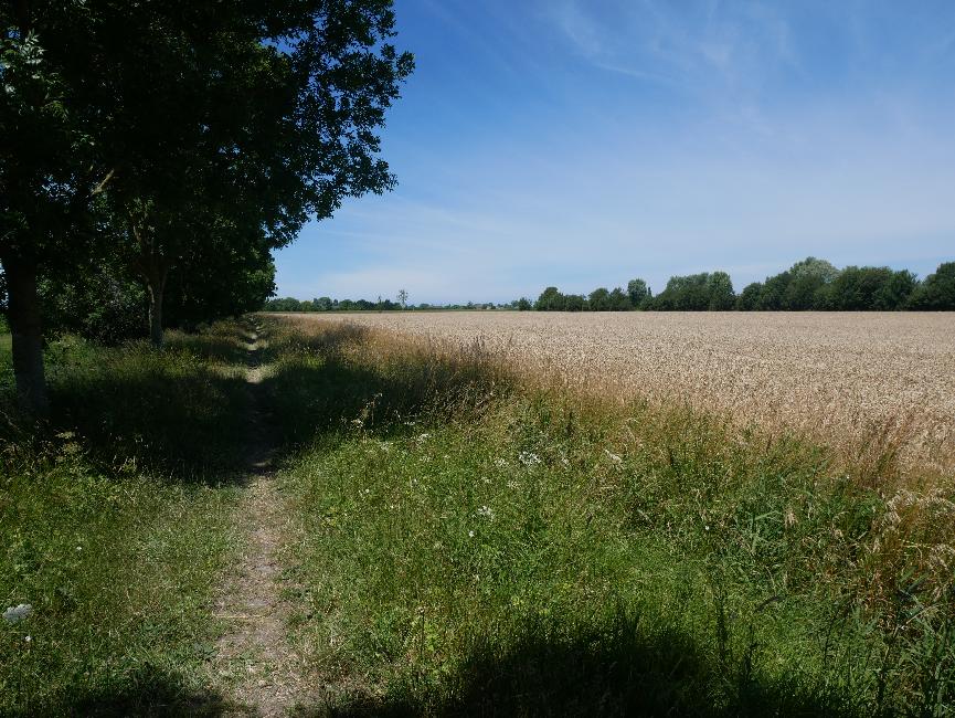 Vers le Carreaux ; la fertilité du marais est bien exploitée !