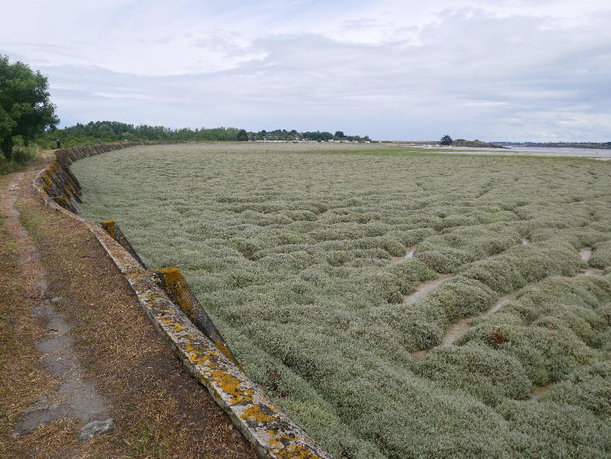 Baie de Lancieux, digue