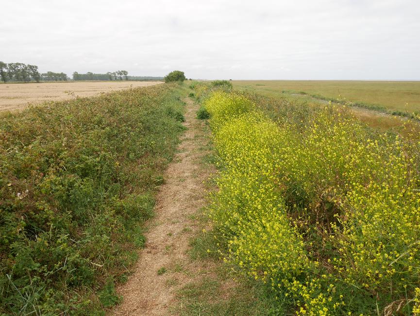 L'état de la digue se dégrade ; sans parler des trous de lapins !