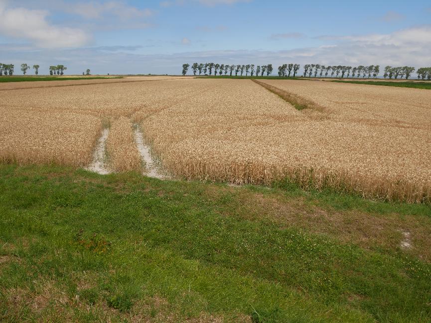 Polder, au niveau des salines