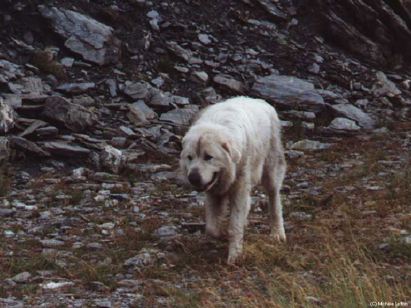 Ces magnifiques chiens sont dressés pour écarter du troupeau tout intrus, y compris les loups