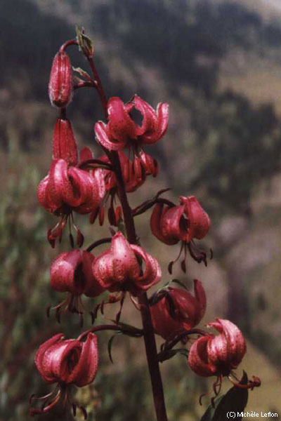 Gros plan sur un lys martagon