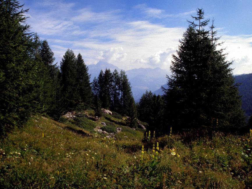 Paysage fleuri, entre les chalets de Bramousse et le mélèze remarquable