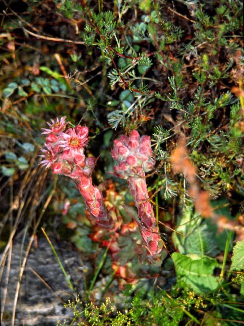 La Joubarbe ; on croyait qu'elle pouvait servir de paratonnerre d'où son nom de Jovi Barba, barbe de Jupiter (dieu de la foudre)