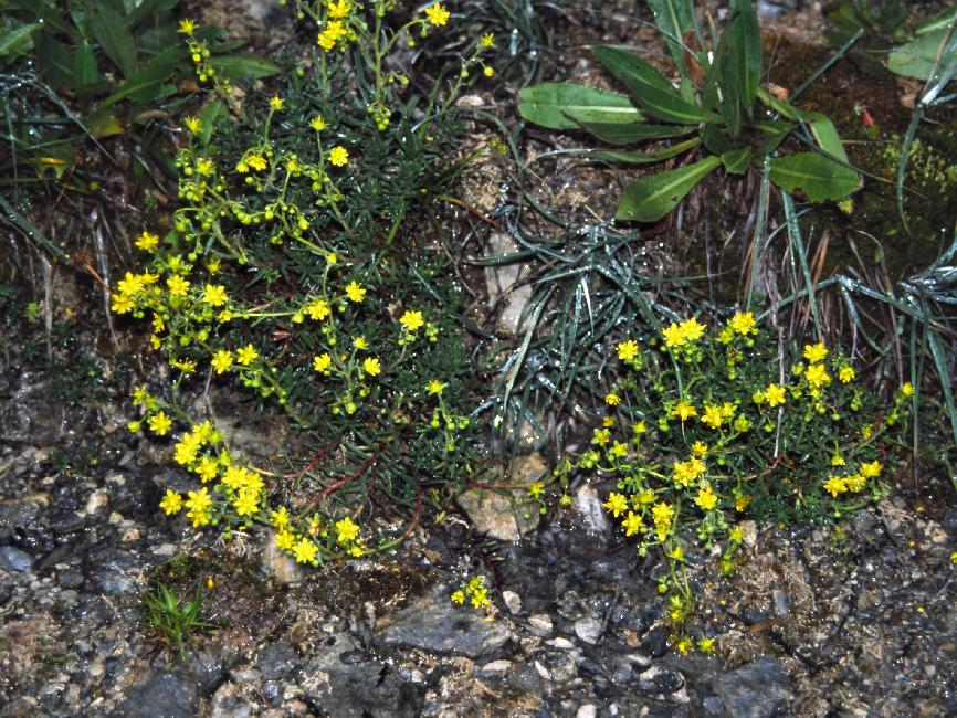 Saxifrage faux dizoon, selon la version actuelle ; fleur des éboulis humides