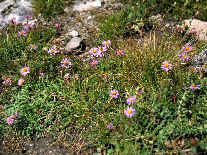 Asters des Alpes