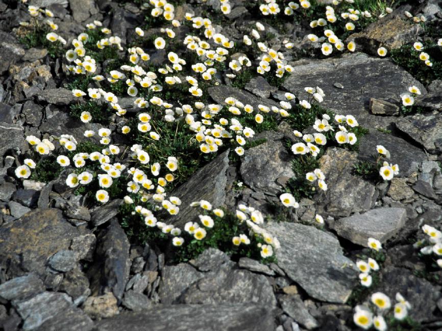 Renoncules des Alpes