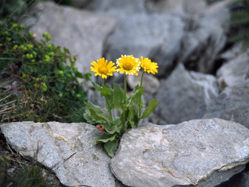 Doronics à grande fleur