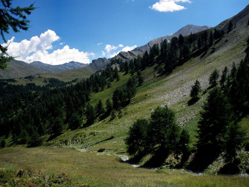 Alpage, dans la descente vers Saint-Véran