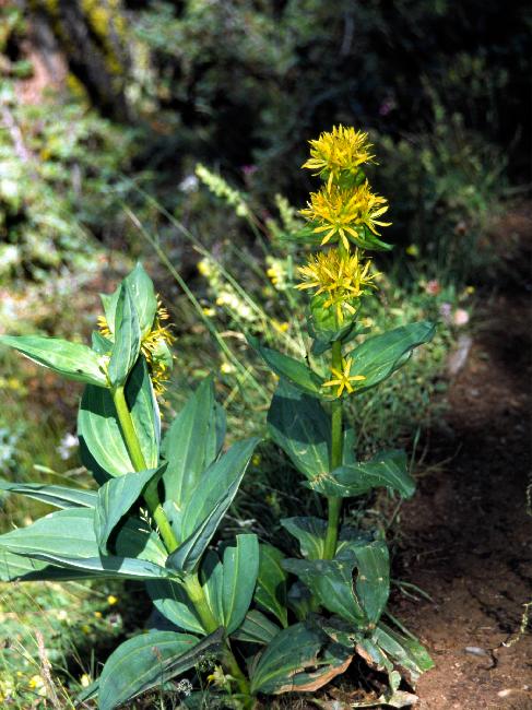 Gentiane jaune