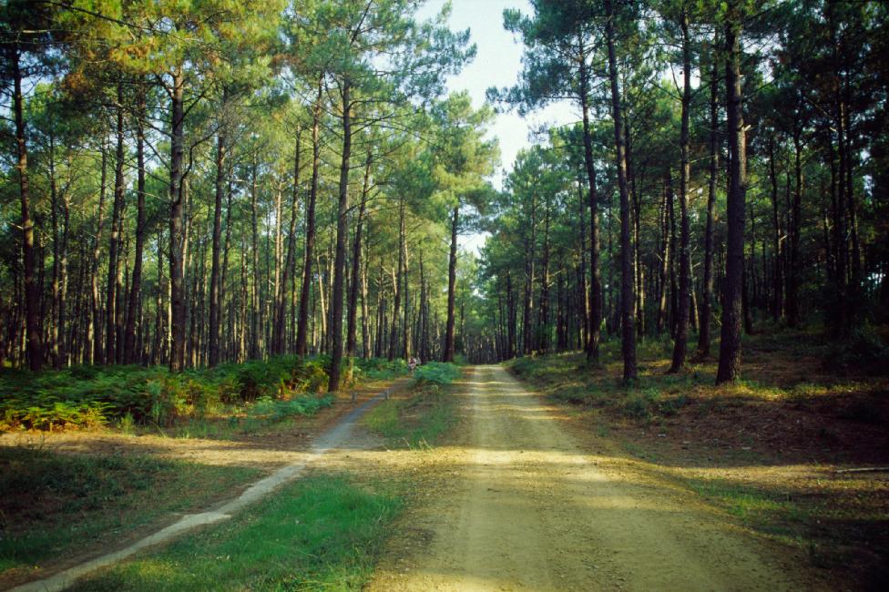 Le sentier et la piste cyclable, rectilignes mais ombragés