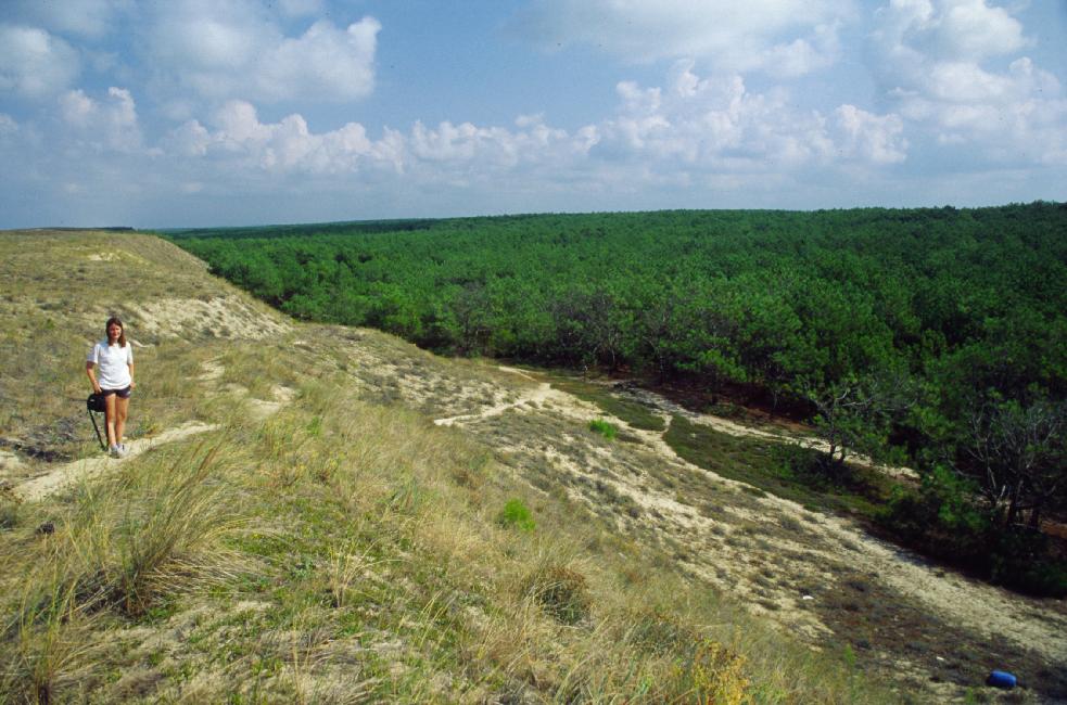 La forêt pousse immédiatement derrière le cordon de dunes