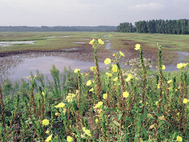 De Labenne à Seignosse-Plage