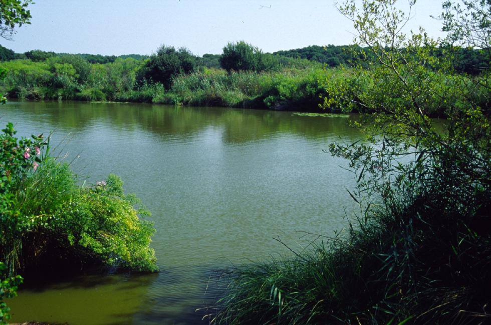 Au bord de l'étang de Moïsan