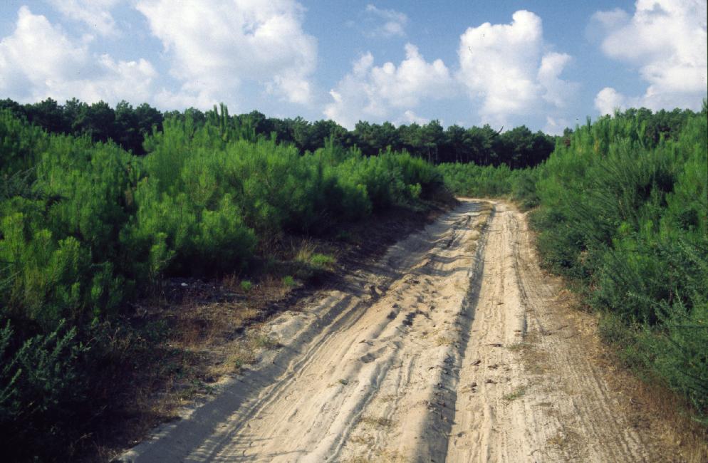 Nous cheminons dans le sable pour rejoindre Mimizan