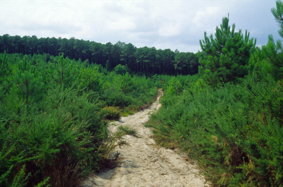 Chemin de sable dans la forêt de Vielle-Saint-Girons