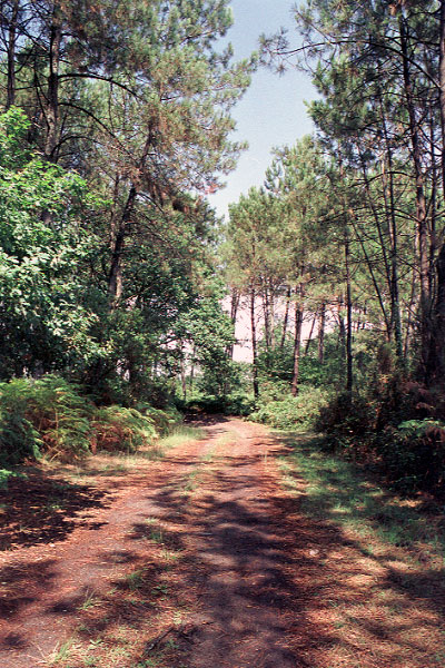 Aux environs de Capbreton, le long du canal de Montbardon