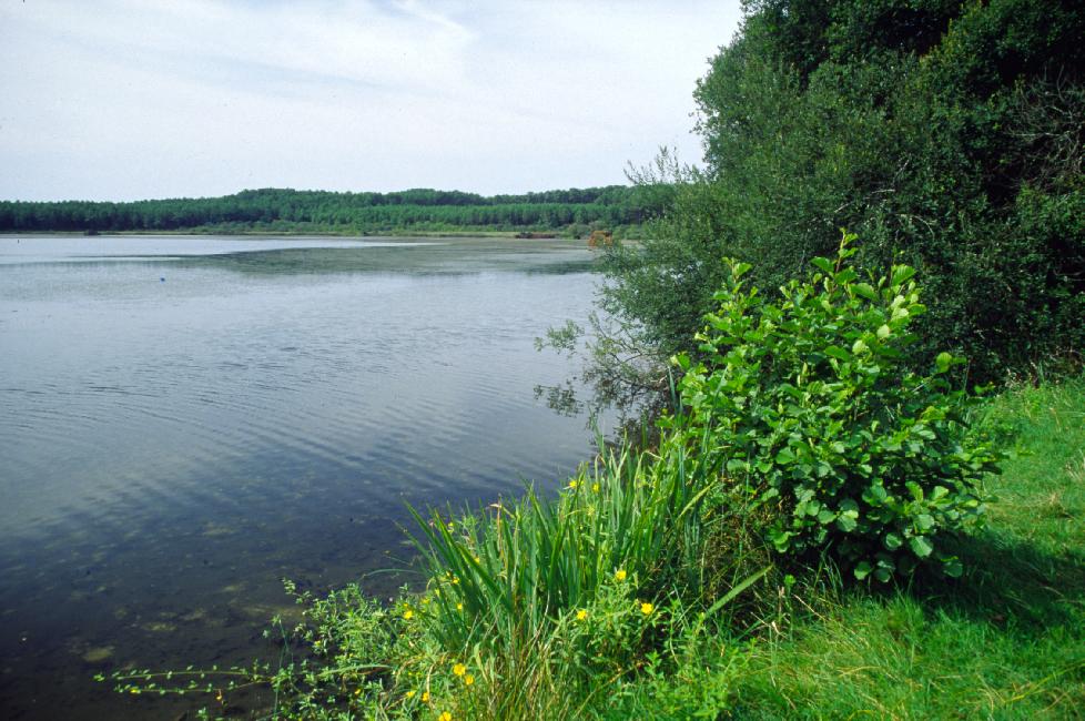 L'étang Hardy, aux environs de Soustons