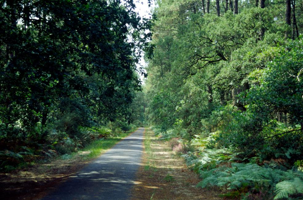 Entre Soustons et Vieux-Boucau, le GR8 emprunte une piste cyclable