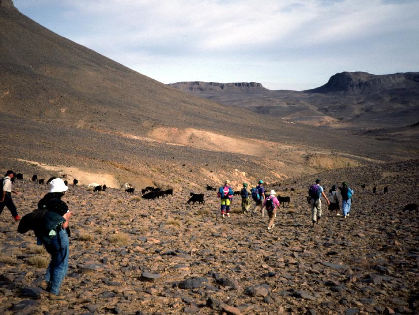 Nous croisons un troupeau ; Atabassa achète la viande pour la semaine.... 