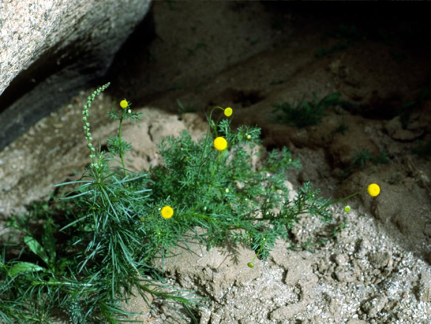 FDNI (fleurs du désert non identifiées) 