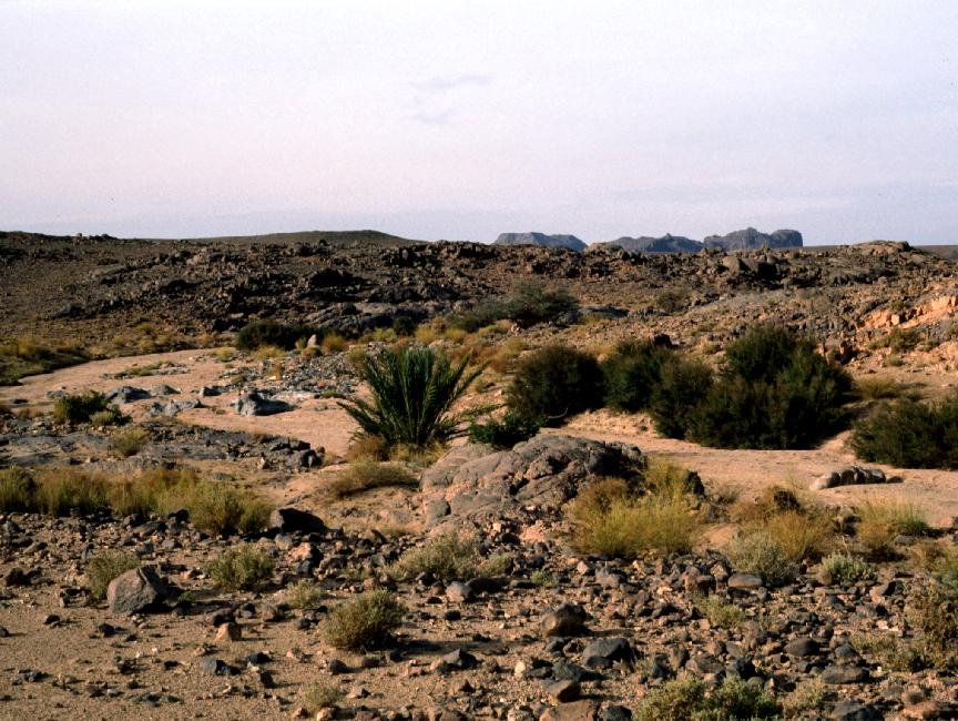 Végétation luxuriante : c'est un oued ! 