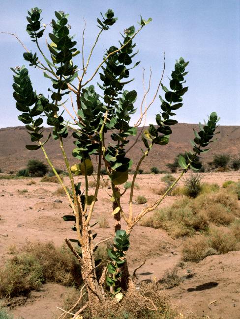 ADNI : arbuste du désert non identifié 