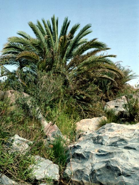 Palmier ; l'eau est proche 