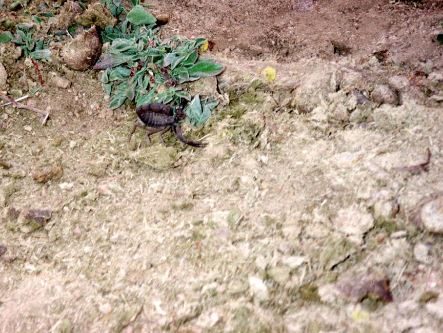 Ce charmant animal n'a pas la côte auprès des touaregs.... 