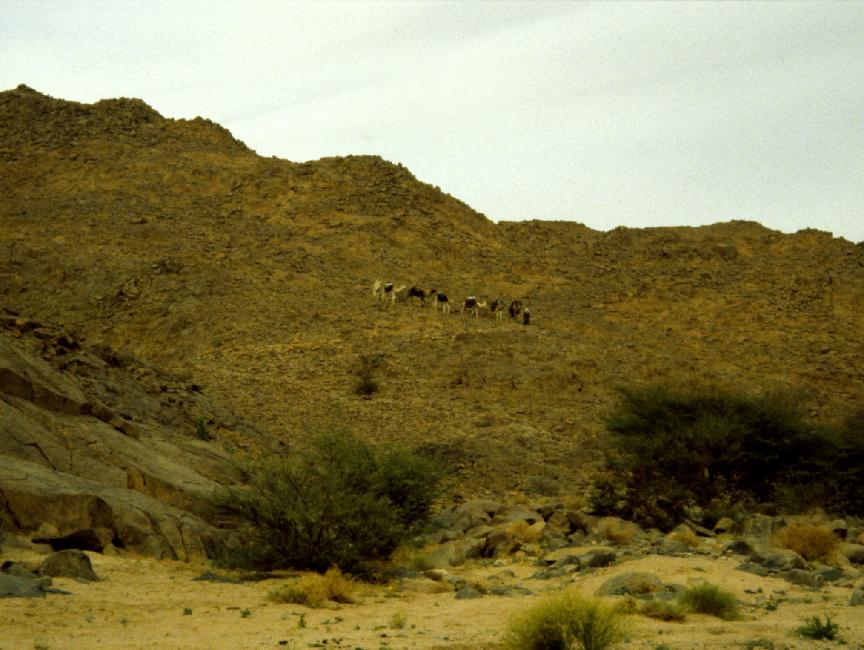 Les chameaux ont le pied montagnard ! 