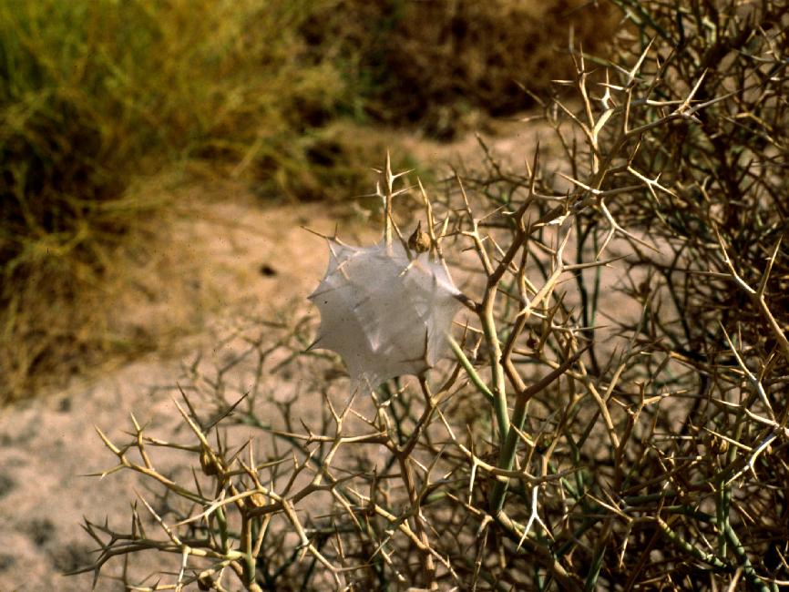 Magnifique toile d'araignée 